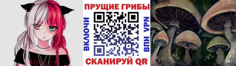 Псилоцибиновые грибы мицелий купить наркотик Новый Оскол
